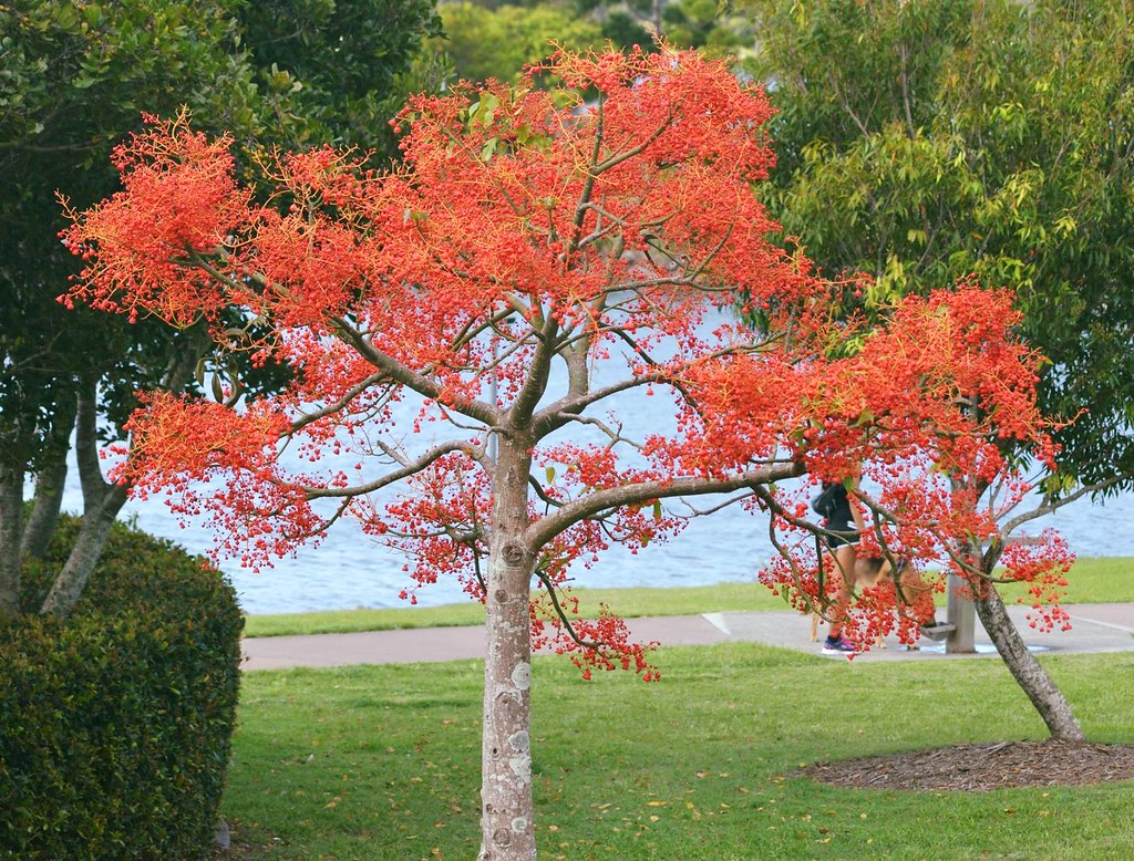 Illawarra Flame Tree (Brachychiton acerifolius)