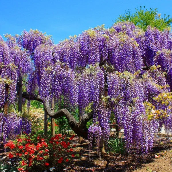 Chinese Wisteria Blue Pacific (Wisteria sinensis)