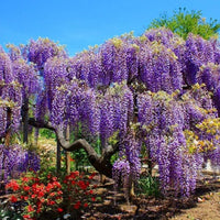 Chinese Wisteria Blue Pacific (Wisteria sinensis) - Ladybird Nursery