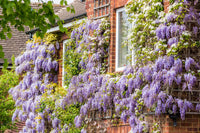 Chinese Wisteria Rosea (Wisteria sinensis)
