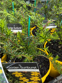 Hibbertia 'Golden Sunburst' - Ladybird Nursery