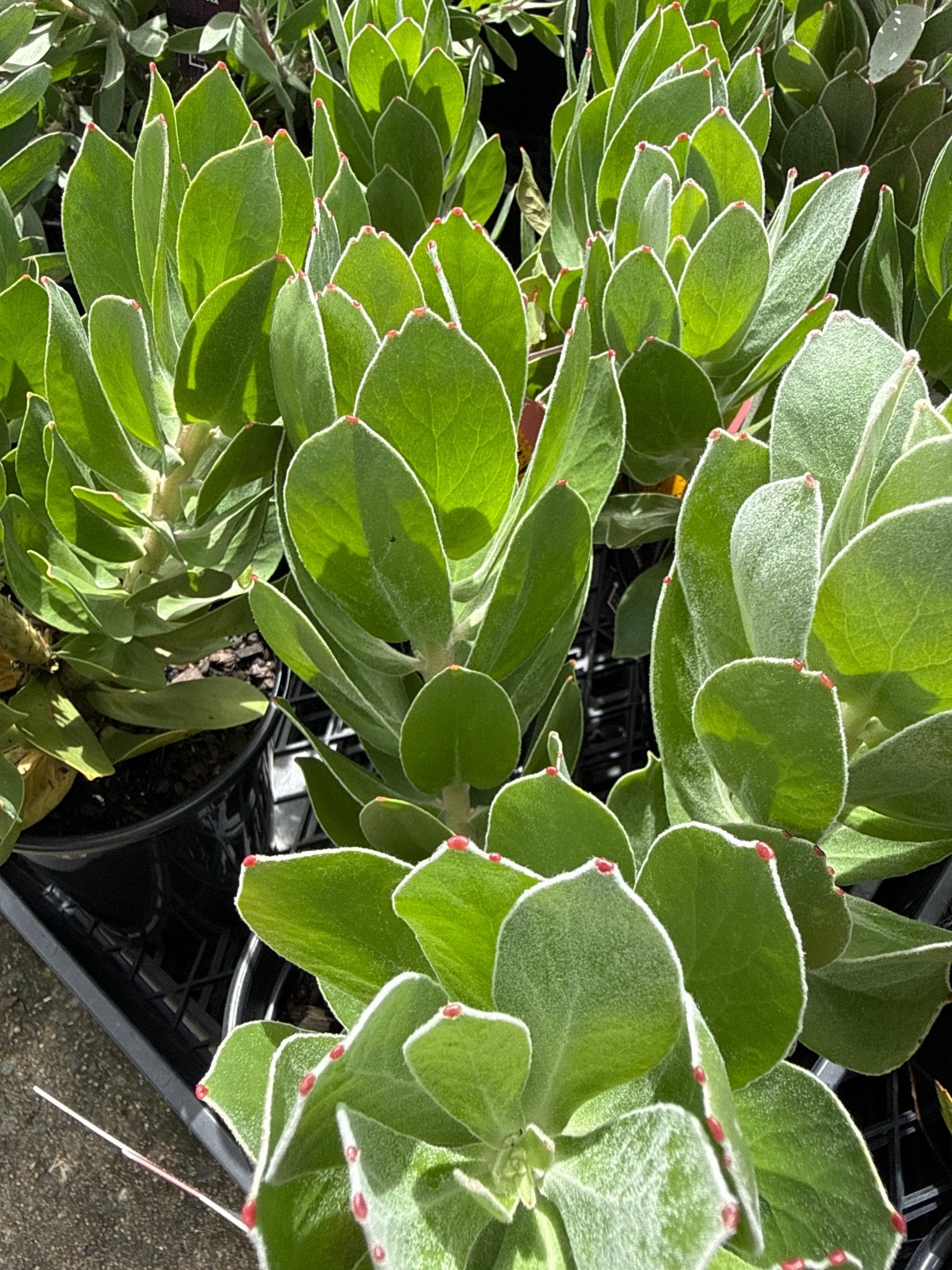 Leucospermum 'Carnival Copper' - Ladybird Nursery