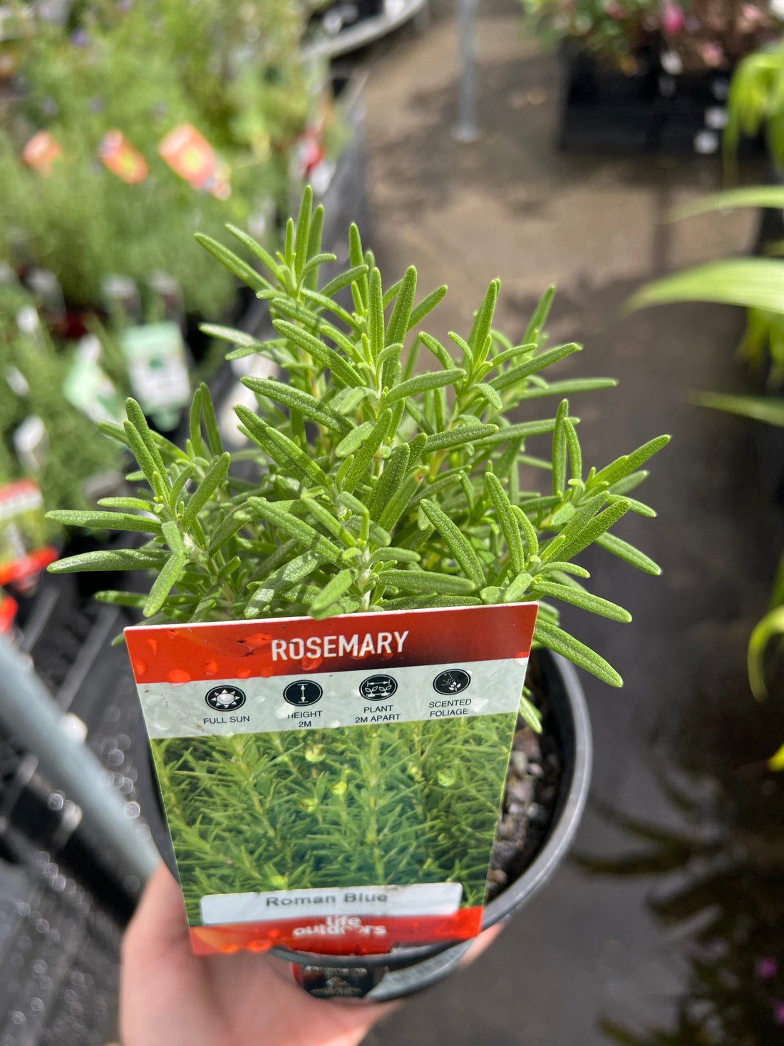 Rosemary 'Roman Blue' - Ladybird Nursery