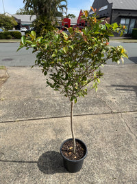 Lilly Pilly Baby Boomer Topiary Standards 300mm Pots (PICKUP ONLY) - Ladybird Nursery