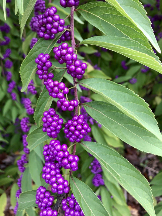 Beauty Berry var giraldii (Callicarpa bodinieri)