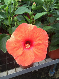 Hibiscus Flamenco™ Adonicus Orange - Ladybird Nursery