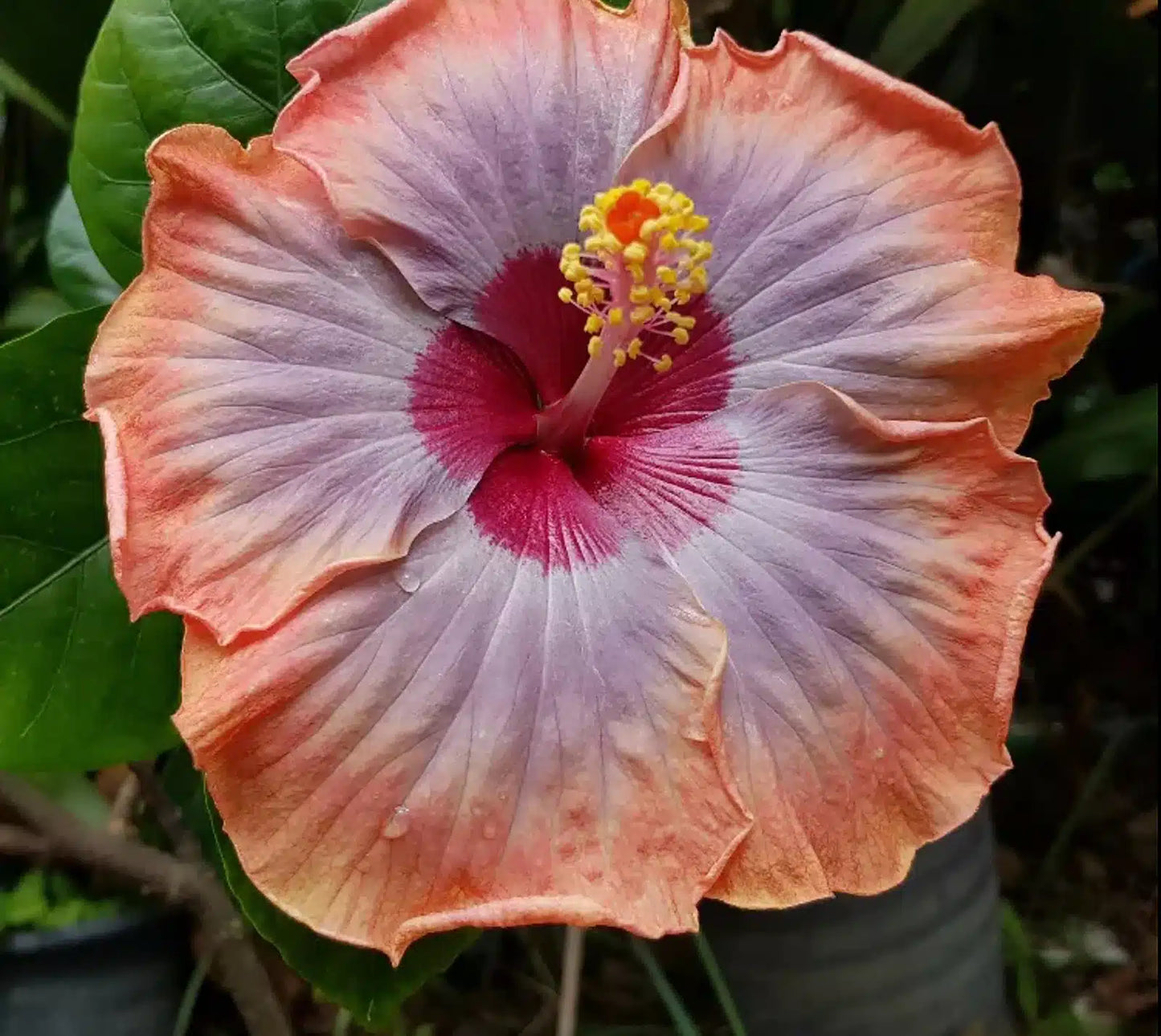 Hibiscus (Hibiscus Voodoo)