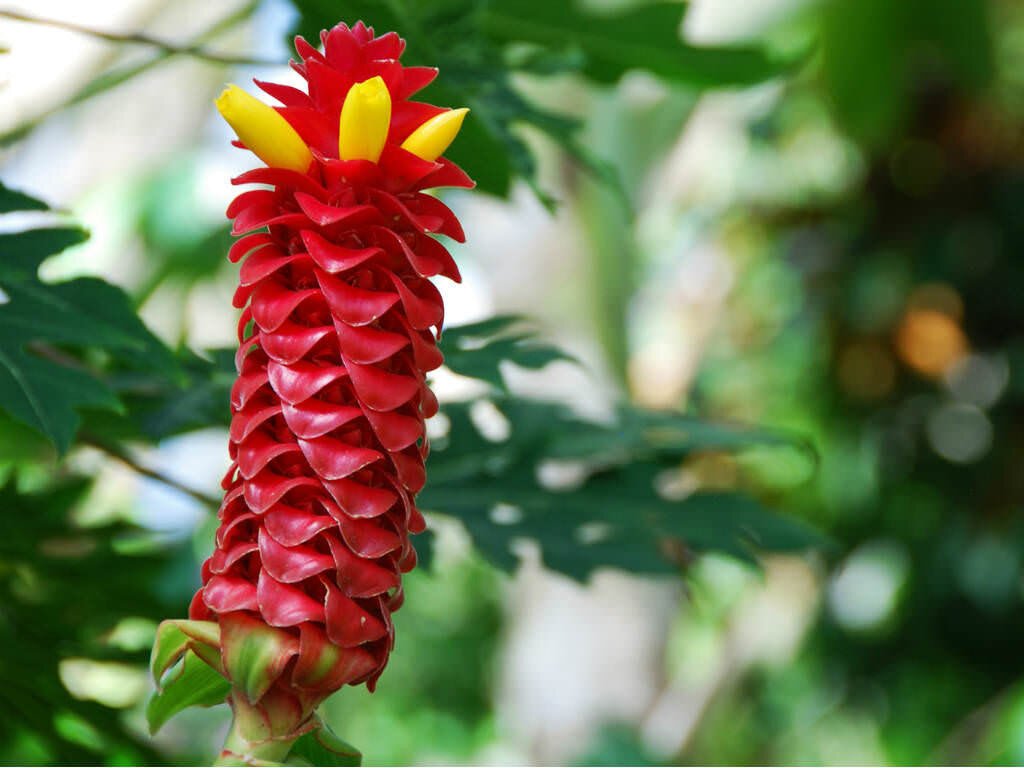 Spiral Ginger (Costus barbatus) - Ladybird Nursery