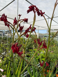 Kangaroo Paw 'Bush Fury' (Anigozanthos) - Ladybird Nursery
