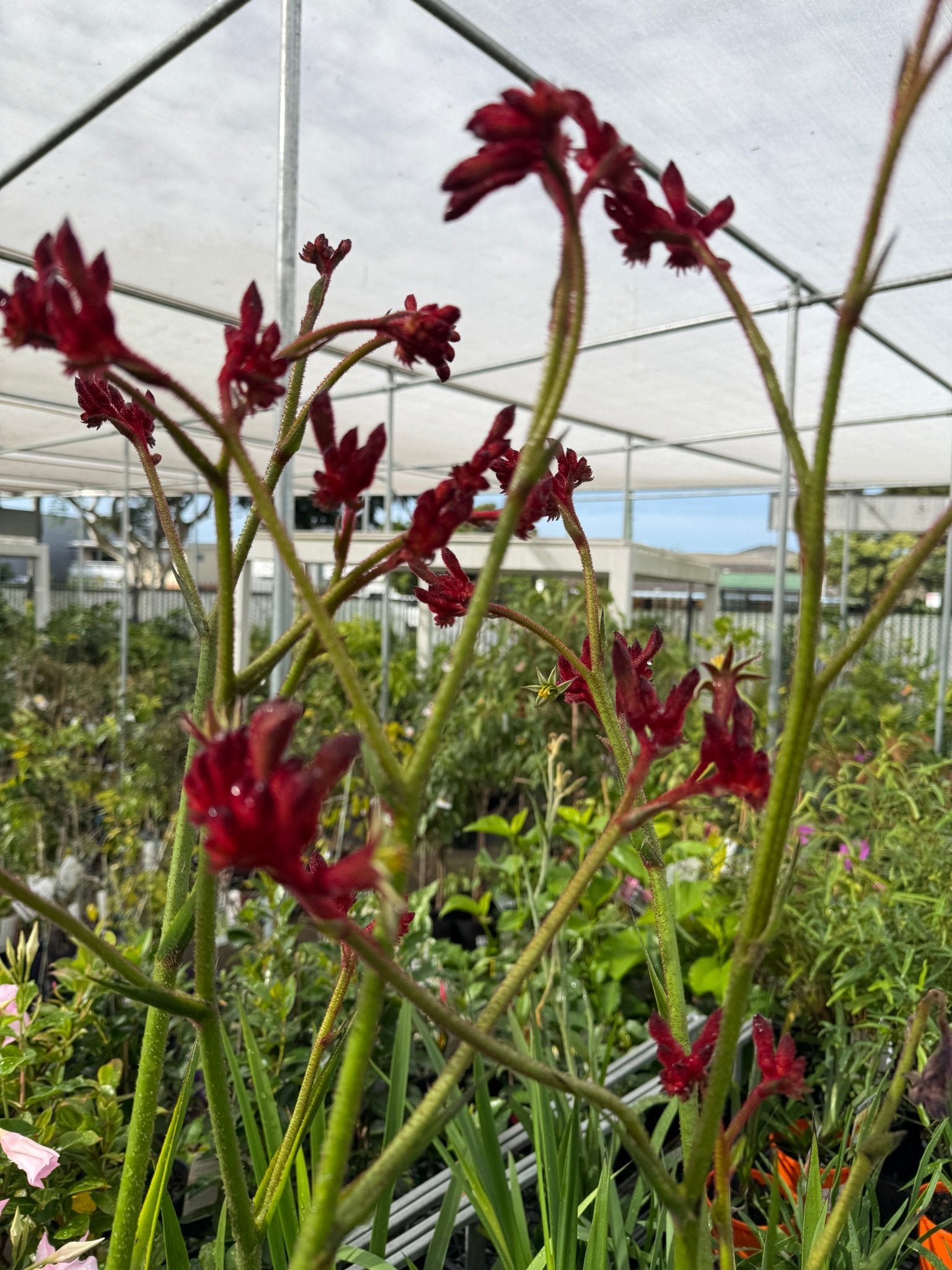 Kangaroo Paw 'Bush Fury' (Anigozanthos) - Ladybird Nursery
