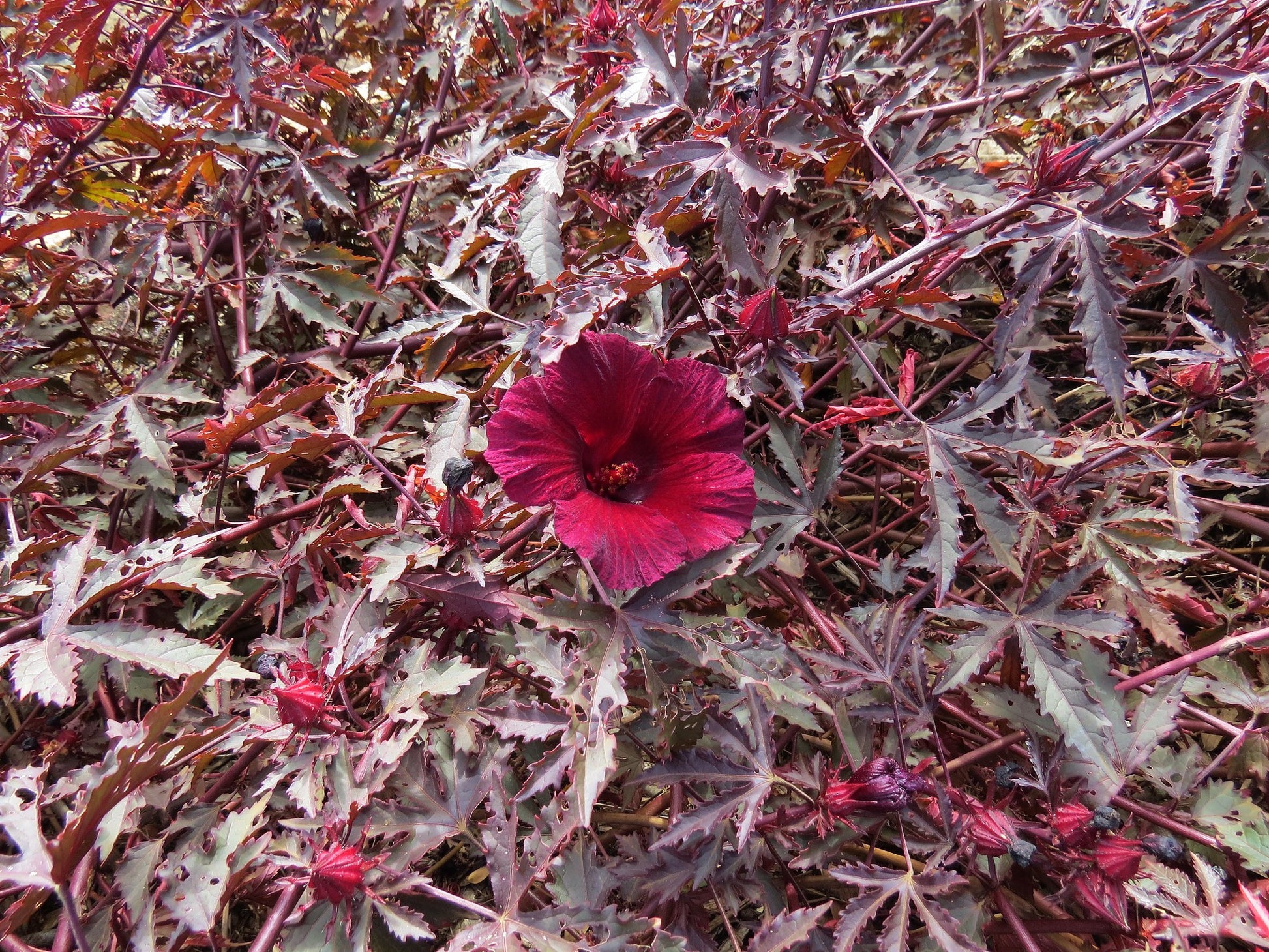 African Rosemallow (Hibiscus acetosella)