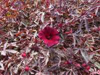 African Rosemallow (Hibiscus acetosella)