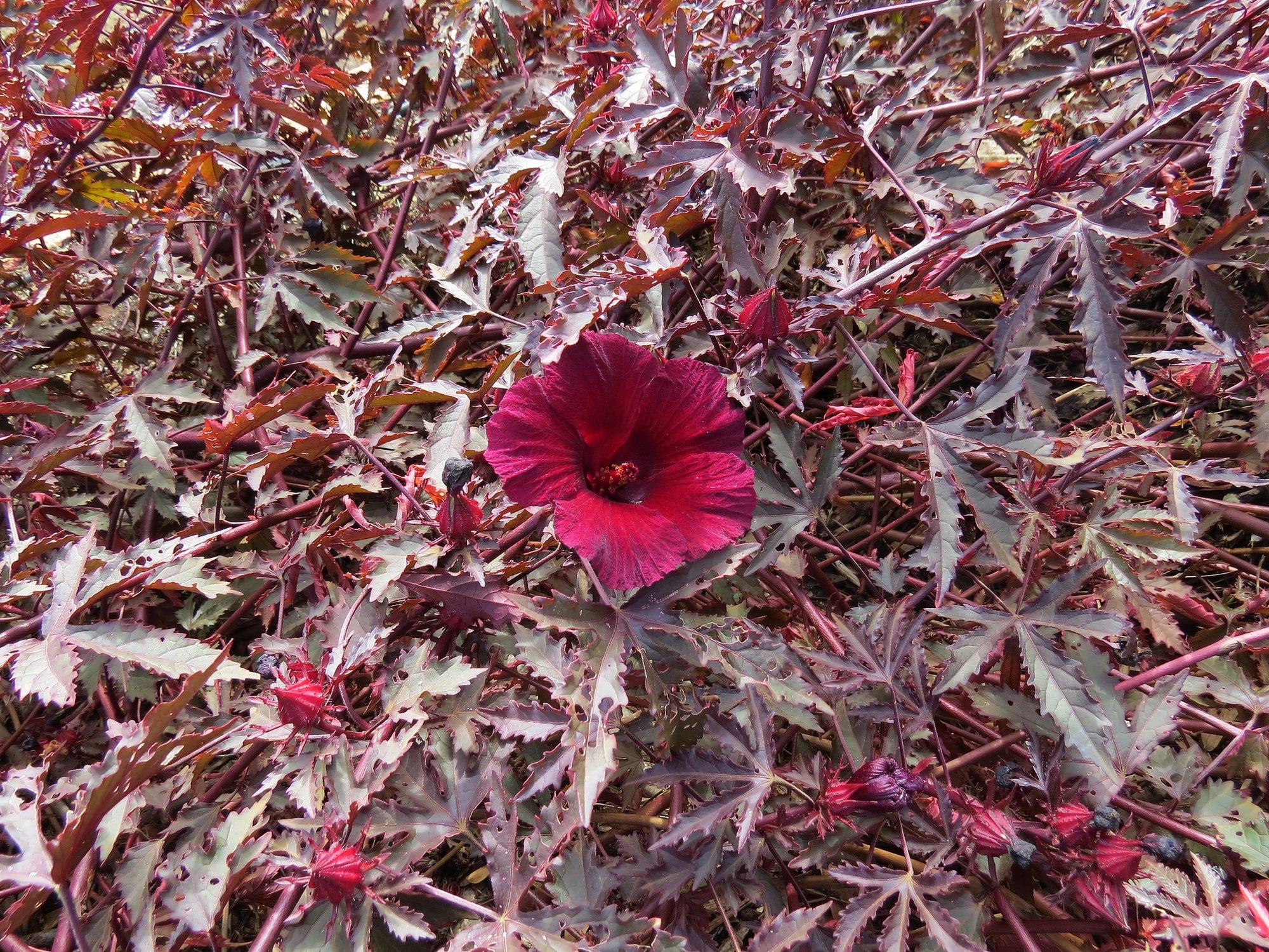 African Rosemallow (Hibiscus acetosella) - Ladybird Nursery