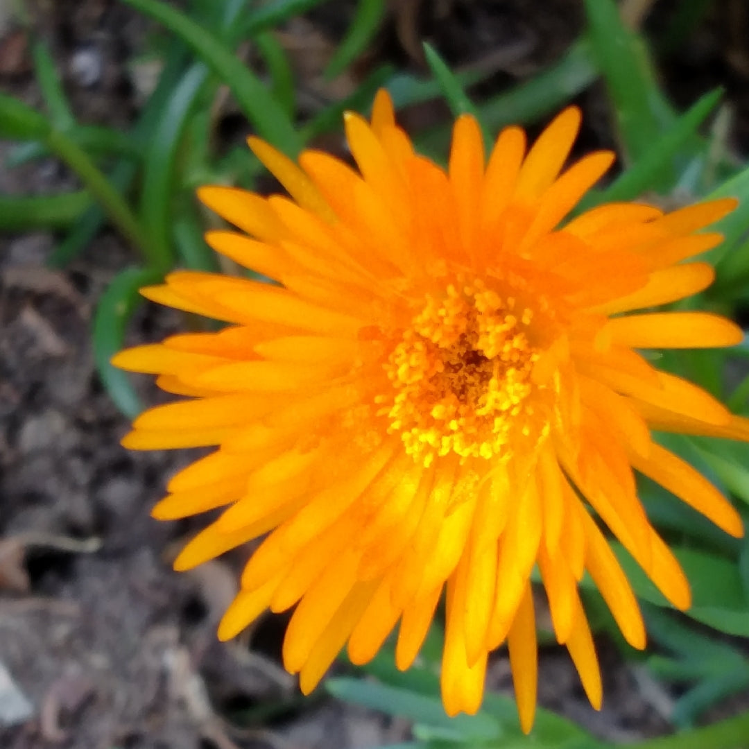 Ice Plant Yellow (Mesembryanthemum spp)
