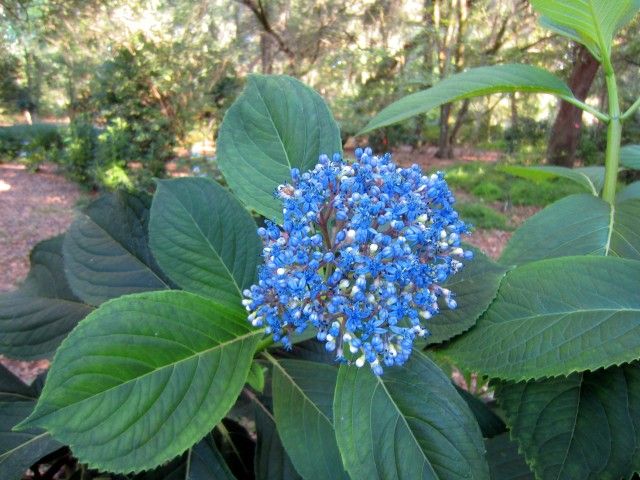 Evergreen Hydrangea (Dichroa Versicolour)