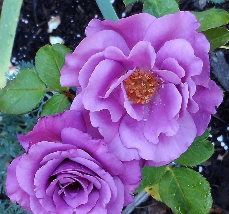 Rose Shocking Blue (Rosa) - Ladybird Nursery