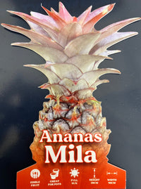 Red Pineapple 'Mila' - Ladybird Nursery