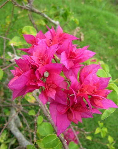 Bougainvillea Klong Fire (Bougainvillea glabra)