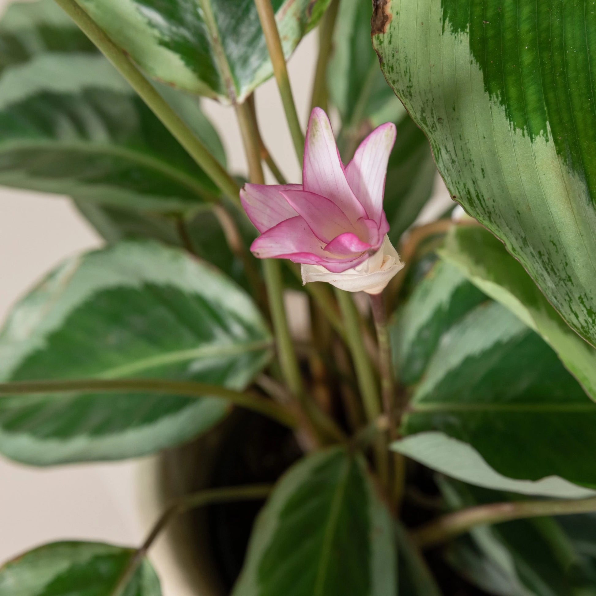 Prayer Plant Bicajoux Pink (Calathea Bicajoux)