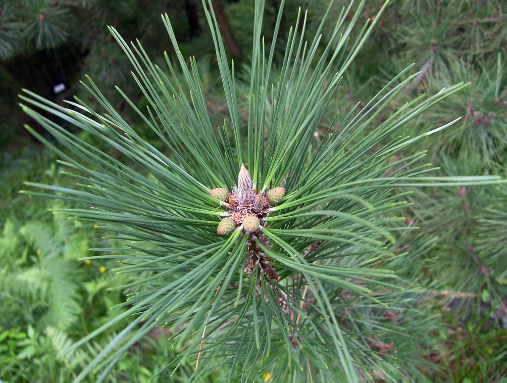 Japanese Black Pine Ogon (Pinus thunbergii) - Ladybird Nursery
