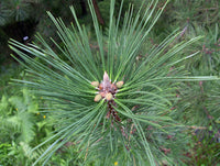 Japanese Black Pine Ogon (Pinus thunbergii)