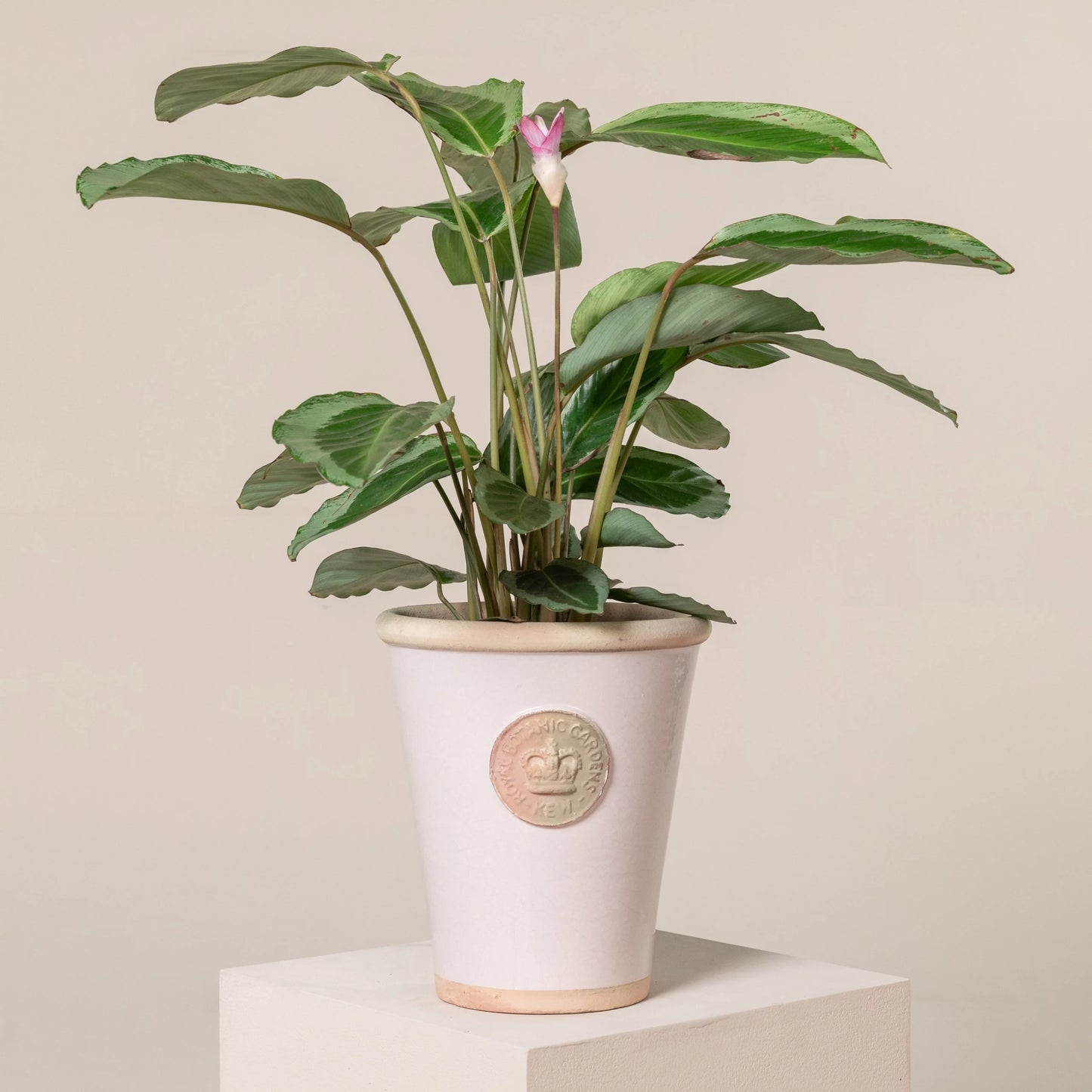 Prayer Plant Bicajoux Pink (Calathea Bicajoux)