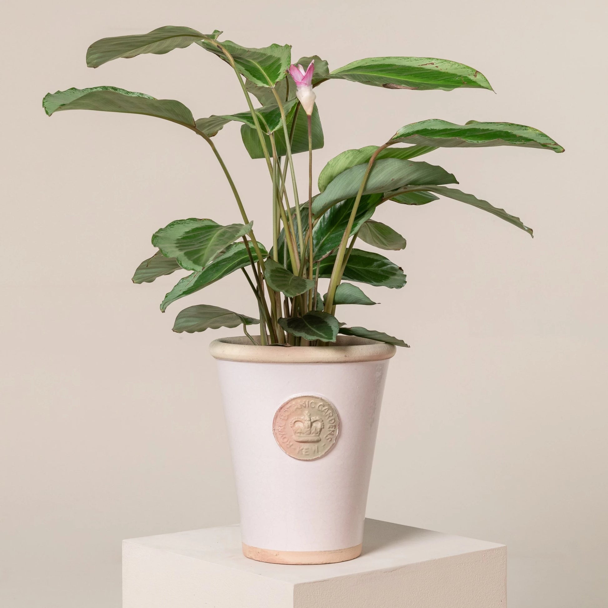 Prayer Plant Bicajoux Pink (Calathea Bicajoux)
