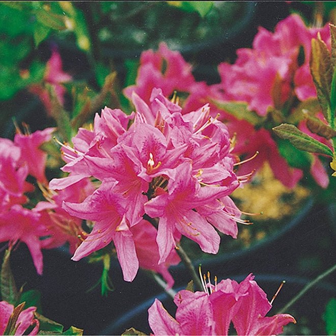 Azalea Assorted Standards - Ladybird Nursery