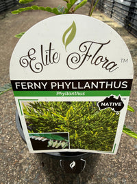 Phyllanthus 'Ferny' (Phyllanthus lamprophyllus) - Ladybird Nursery