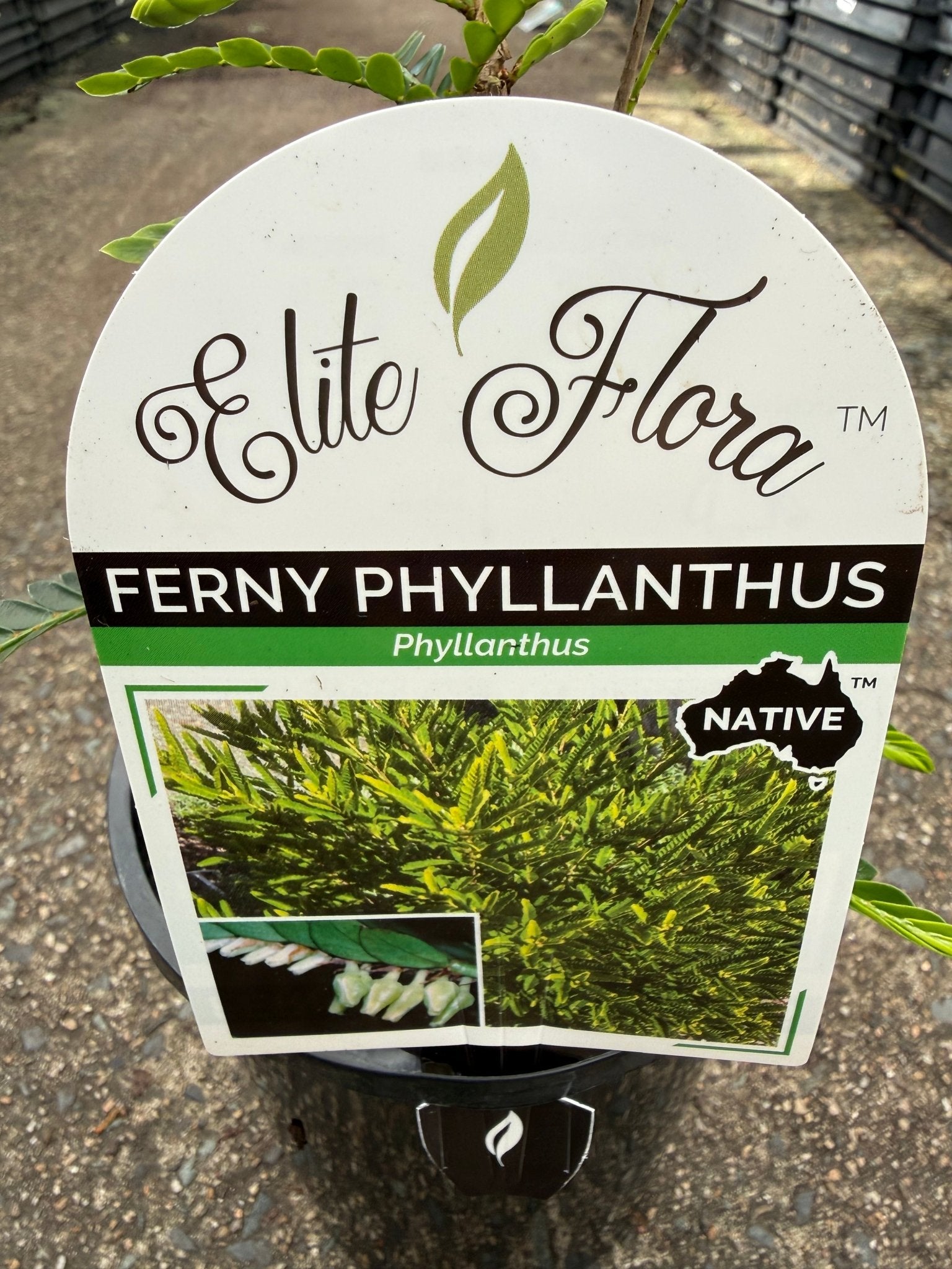 Phyllanthus 'Ferny' (Phyllanthus lamprophyllus) - Ladybird Nursery