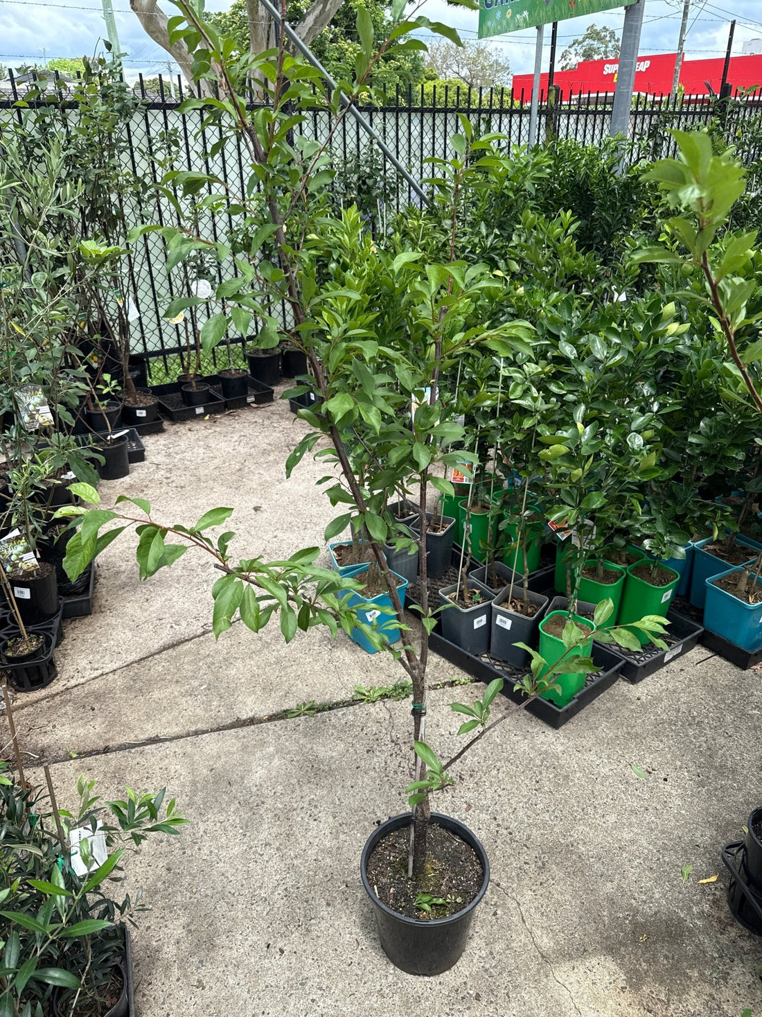 Plumcott (Prunus Plumcot) - Ladybird Nursery