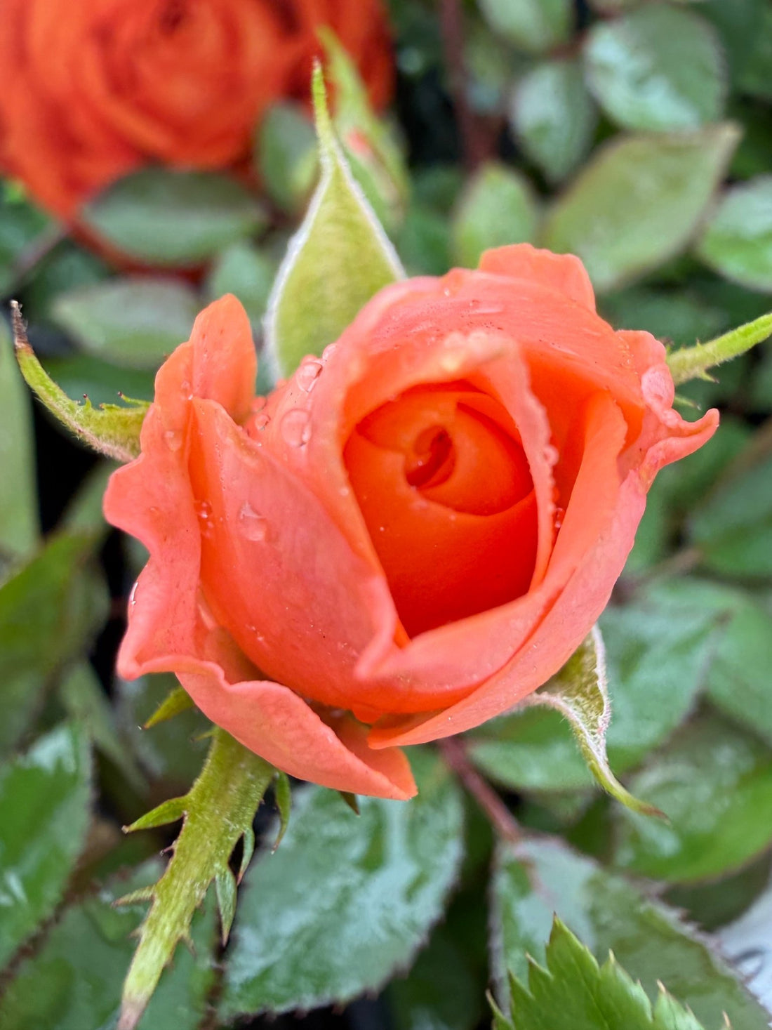 Rose Jewel Miniature Orange (Rosa) - Ladybird Nursery