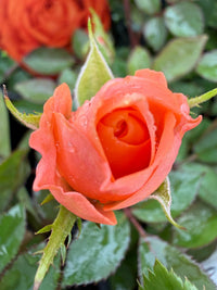 Rose Jewel Miniature Orange (Rosa) - Ladybird Nursery
