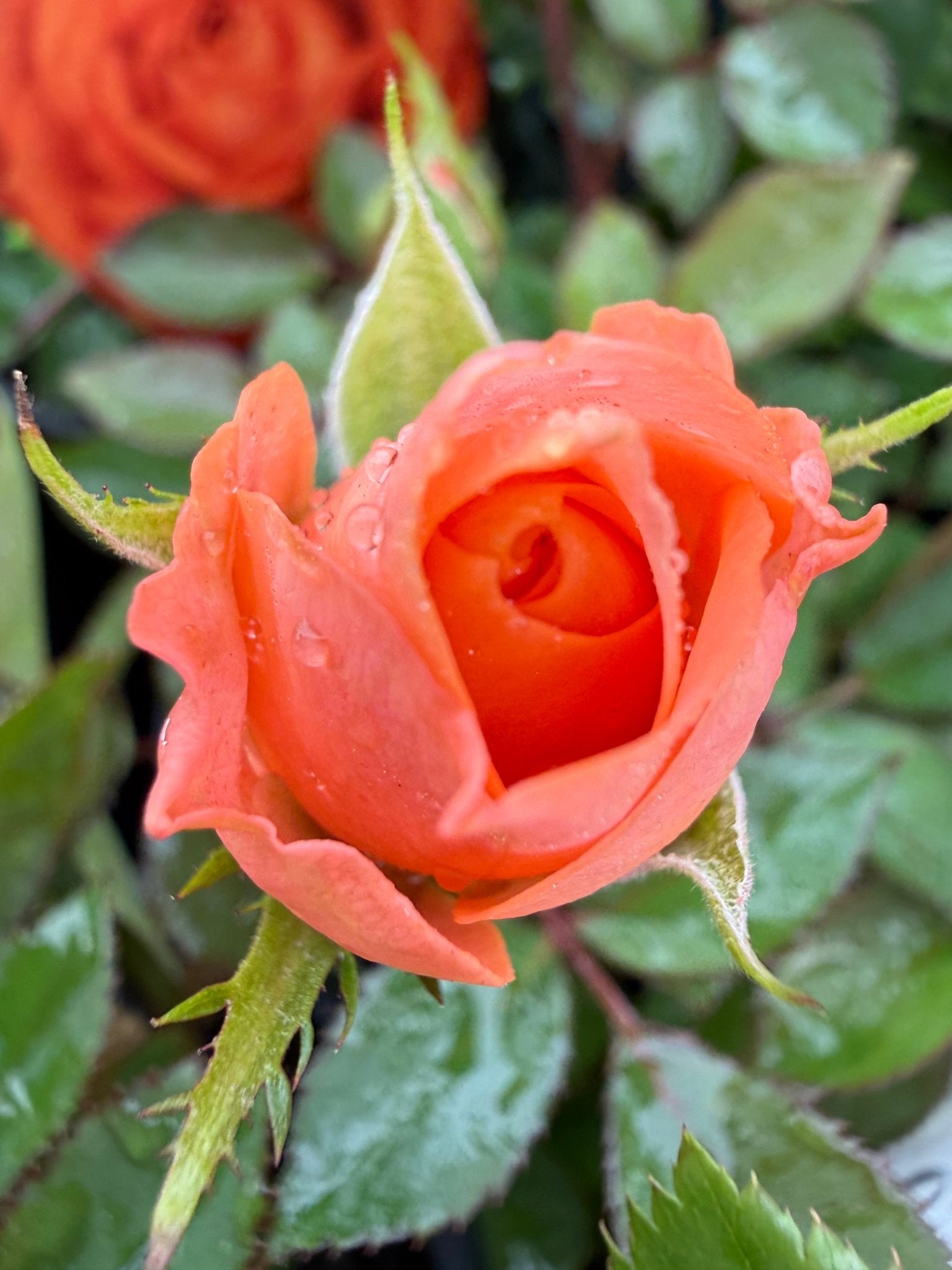 Rose Jewel Miniature Orange (Rosa) - Ladybird Nursery