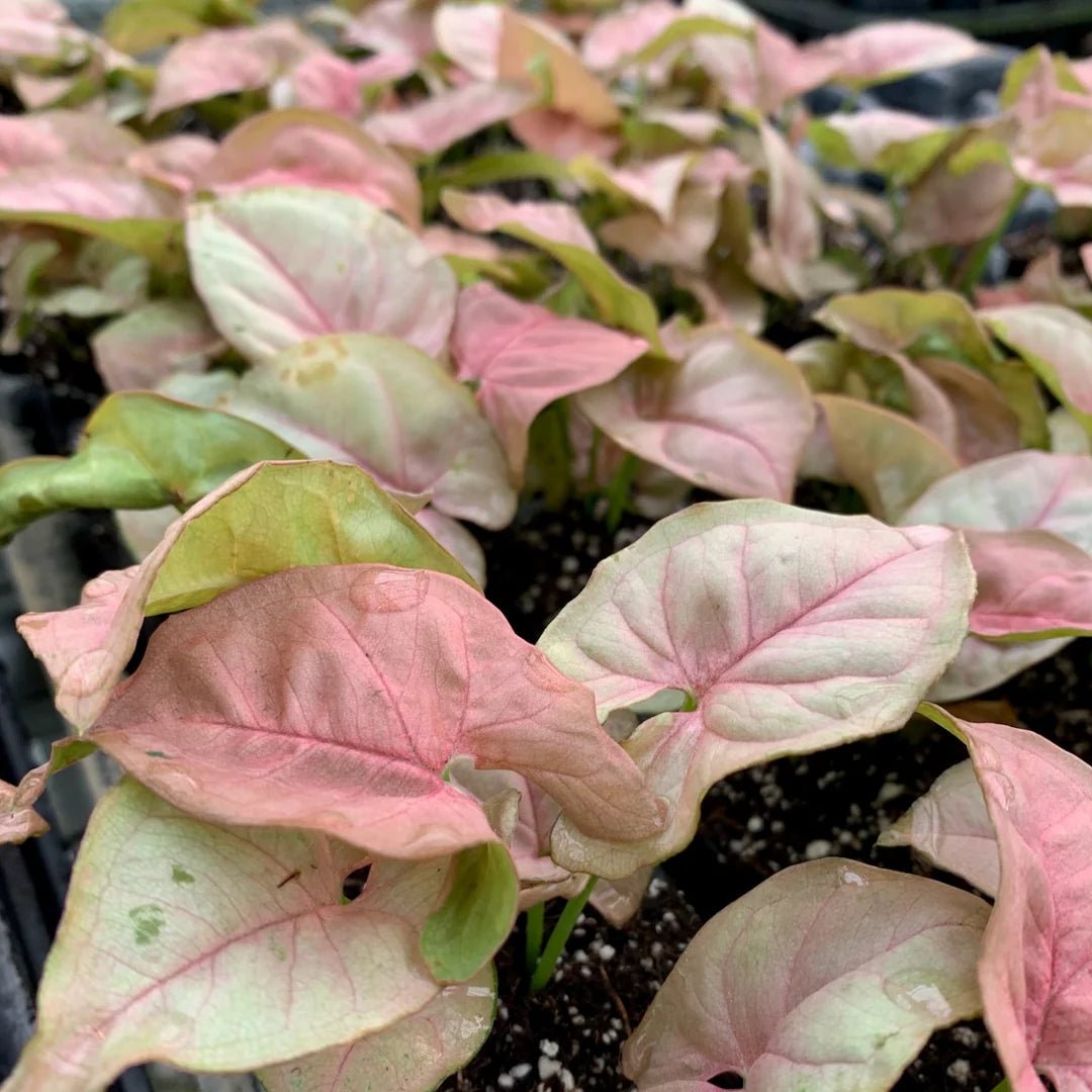 Syngonium Neon Robusta - Ladybird Nursery