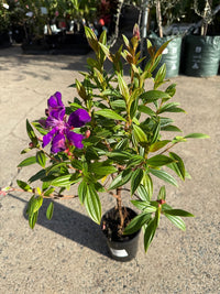 Tobouchina Purple Star (Tibouchina) - Ladybird Nursery