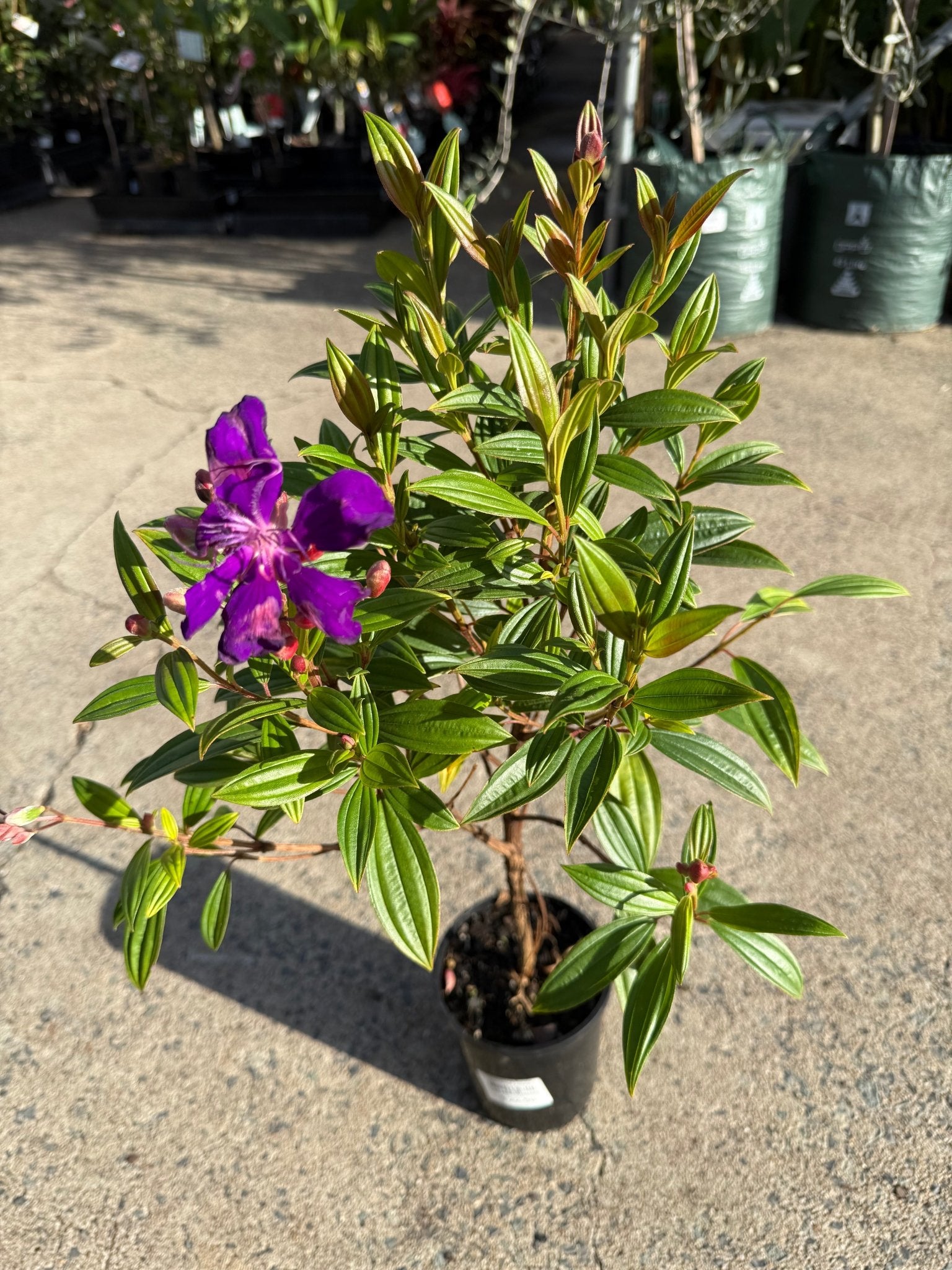 Tobouchina Purple Star (Tibouchina) - Ladybird Nursery