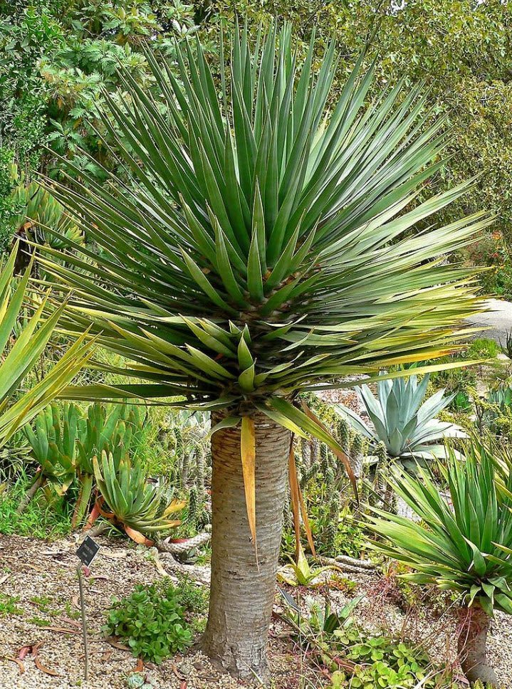 Dragon Tree (Dracaena draco) - Ladybird Nursery