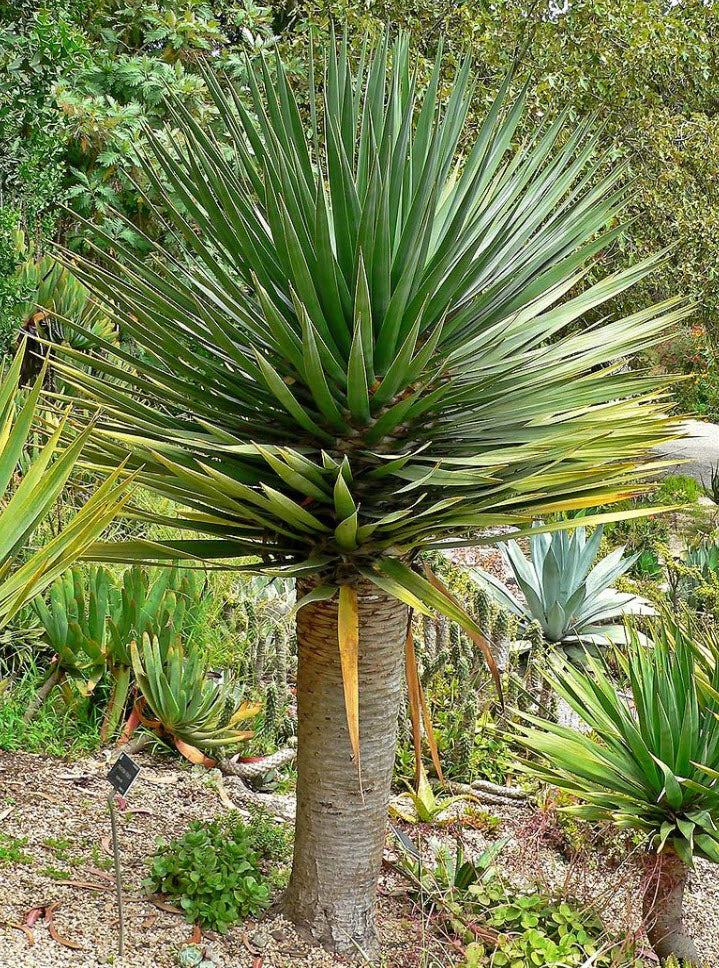 Dragon Tree (Dracaena draco)