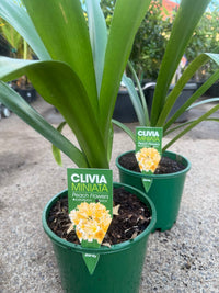 Clivia Peach (Clivia miniata) - Large - Ladybird Nursery