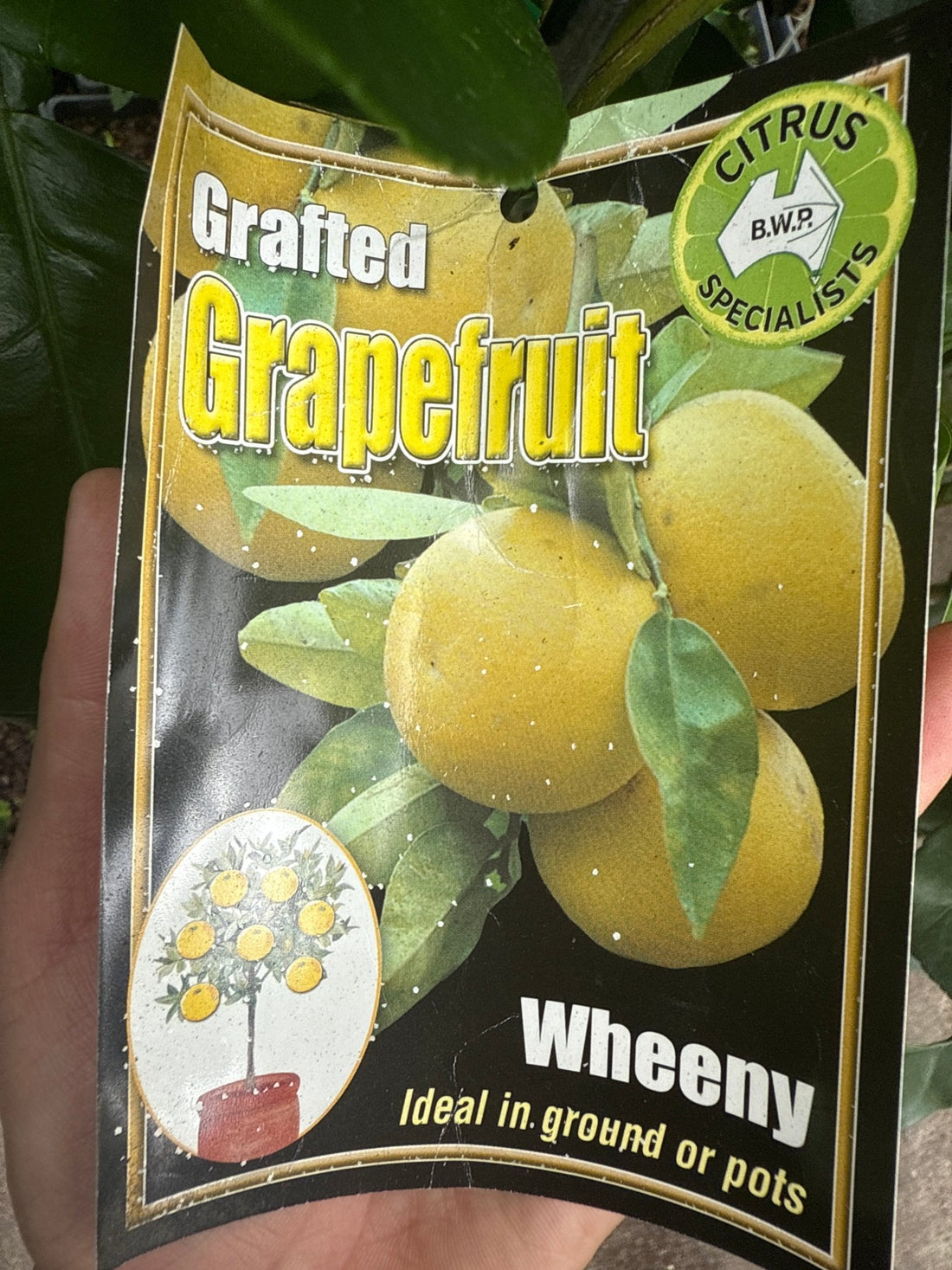 Grapefruit ‘Wheeny’ (QLD Only) - Ladybird Nursery