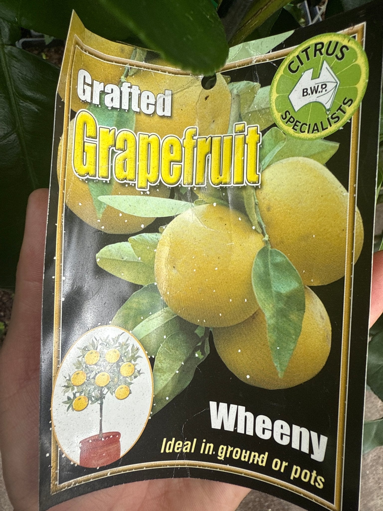 Grapefruit ‘Wheeny’ (QLD Only) - Ladybird Nursery