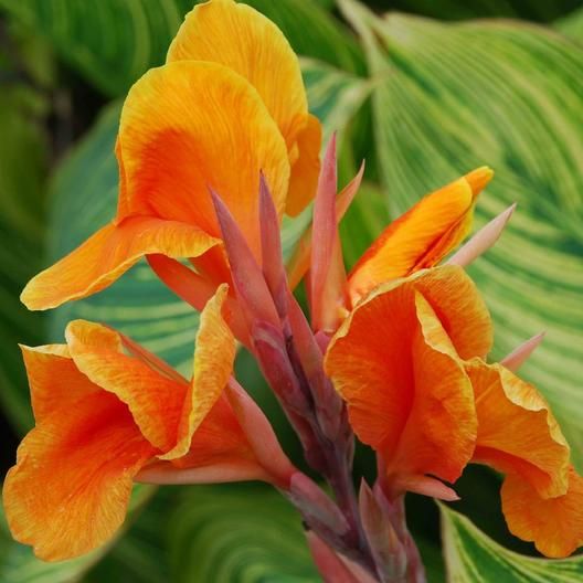 Canna generalis Bengal Tiger (Canna x.)