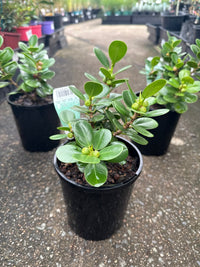 Green Island Fig (Ficus microcarpa) - Ladybird Nursery