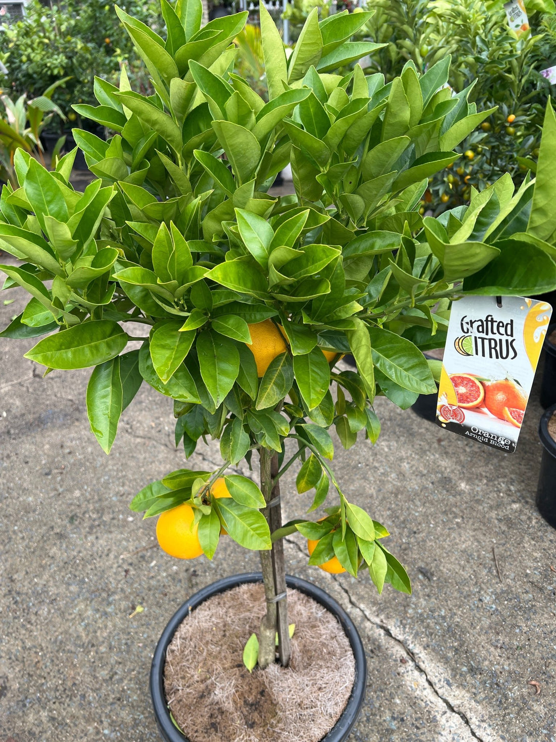 Orange 'Arnold Blood' Advanced - 400mm pot (Pickup Only) - Ladybird Nursery