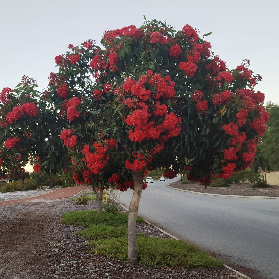 Dwarf Eucalyptus ‘Summer Red’ (Corymbia ficifolia) - Ladybird Nursery