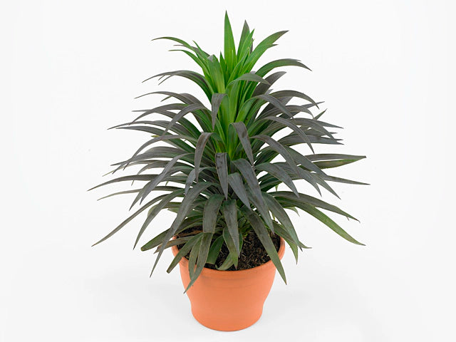 Yucca (Yucca desmetiana)