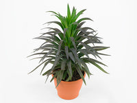 Yucca (Yucca desmetiana)