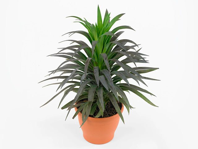 Yucca (Yucca desmetiana) - Ladybird Nursery