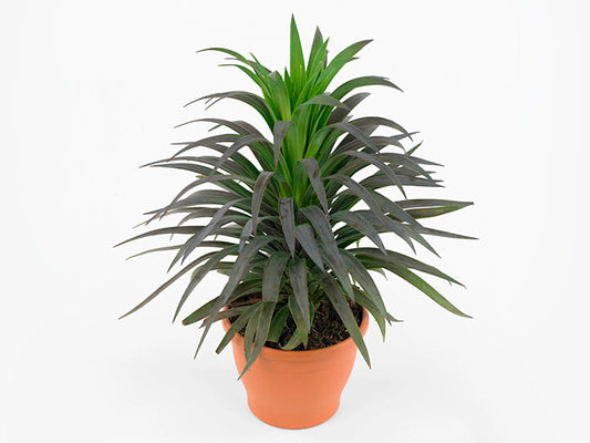 Yucca (Yucca desmetiana)